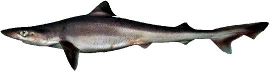 Galeorhinus galeus_04.jpg